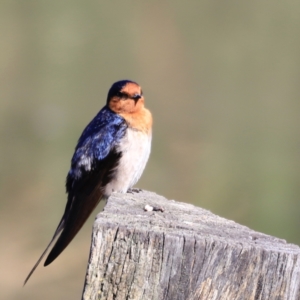 Hirundo neoxena at Fyshwick, ACT - 14 Sep 2023