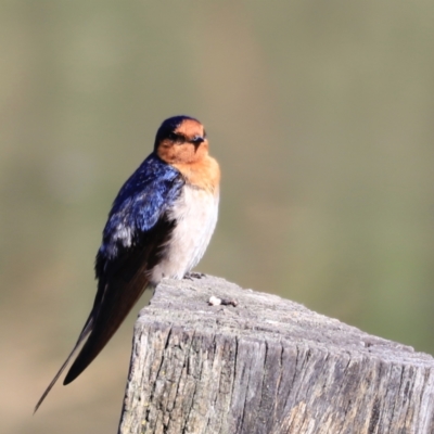 Hirundo neoxena (Welcome Swallow) at Fyshwick, ACT - 14 Sep 2023 by JimL