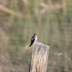 Hirundo neoxena at Fyshwick, ACT - 14 Sep 2023 09:36 AM