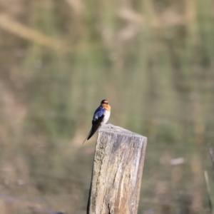 Hirundo neoxena at Fyshwick, ACT - 14 Sep 2023