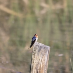 Hirundo neoxena at Fyshwick, ACT - 14 Sep 2023 09:36 AM