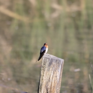 Hirundo neoxena at Fyshwick, ACT - 14 Sep 2023