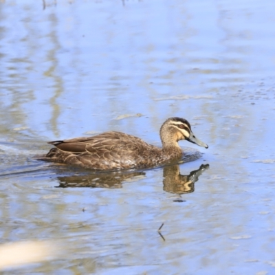 Anas superciliosa (Pacific Black Duck) at Jerrabomberra Wetlands - 13 Sep 2023 by JimL