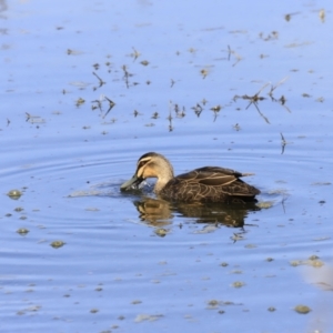 Anas superciliosa at Fyshwick, ACT - 14 Sep 2023 09:41 AM