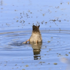 Anas superciliosa at Fyshwick, ACT - 14 Sep 2023 09:41 AM