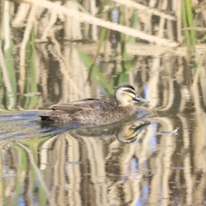 Anas superciliosa at Fyshwick, ACT - 14 Sep 2023 09:41 AM