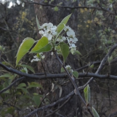 Malus pumila at Tuggeranong Hill - 10 Sep 2023 by michaelb