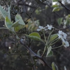 Malus pumila at Tuggeranong Hill - 10 Sep 2023