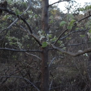 Malus pumila at Tuggeranong Hill - 10 Sep 2023