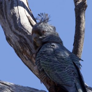 Callocephalon fimbriatum at Majura, ACT - suppressed