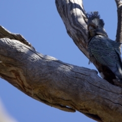 Callocephalon fimbriatum at Majura, ACT - 13 Sep 2023