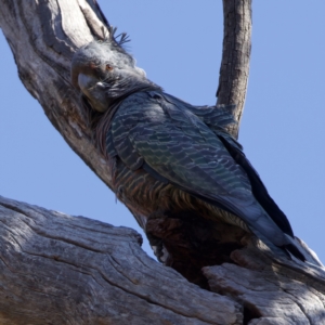 Callocephalon fimbriatum at Majura, ACT - 13 Sep 2023