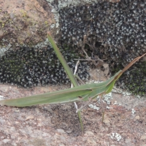 Acrida conica at Tuggeranong, ACT - 26 Mar 2023