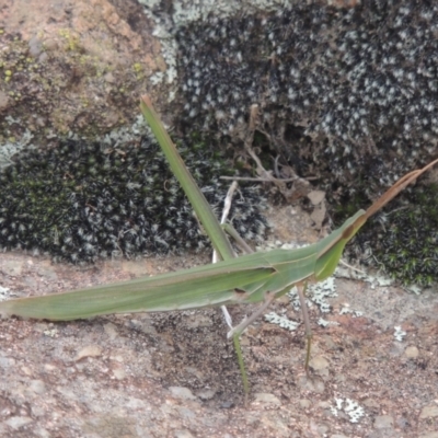 Acrida conica (Giant green slantface) at Tuggeranong, ACT - 26 Mar 2023 by michaelb