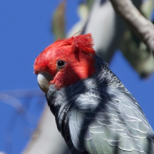 Callocephalon fimbriatum at Majura, ACT - suppressed