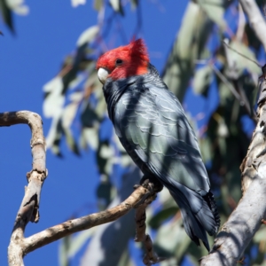 Callocephalon fimbriatum at Majura, ACT - suppressed