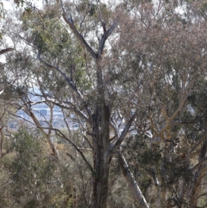 Callocephalon fimbriatum at Majura, ACT - suppressed