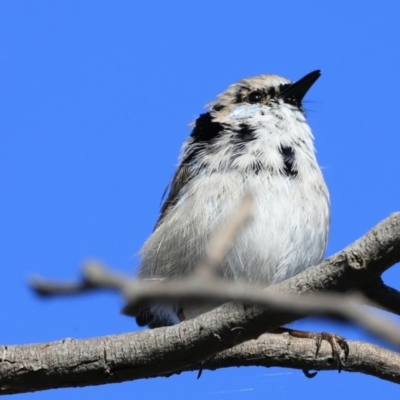 Malurus cyaneus (Superb Fairywren) at Jerrabomberra Wetlands - 13 Sep 2023 by JimL