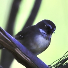 Sericornis frontalis (White-browed Scrubwren) at Jerrabomberra Wetlands - 13 Sep 2023 by JimL