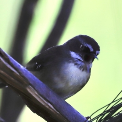 Sericornis frontalis (White-browed Scrubwren) at Jerrabomberra Wetlands - 13 Sep 2023 by JimL