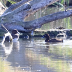 Aythya australis (Hardhead) at Fyshwick, ACT - 13 Sep 2023 by JimL