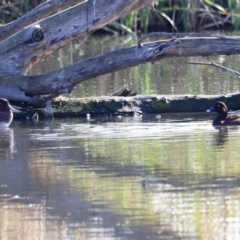 Aythya australis at Fyshwick, ACT - 14 Sep 2023 09:05 AM