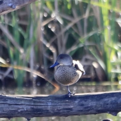Anas gracilis (Grey Teal) at Jerrabomberra Wetlands - 13 Sep 2023 by JimL