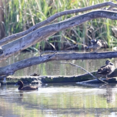 Anas gracilis at Fyshwick, ACT - 14 Sep 2023 09:05 AM