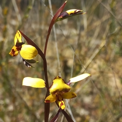 Diuris pardina (Leopard Doubletail) at Sutton, NSW - 14 Sep 2023 by mlech