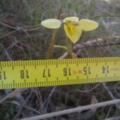 Diuris chryseopsis (Golden Moth) at Mulligans Flat - 13 Sep 2023 by mlech