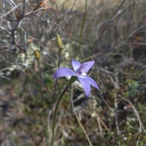 Glossodia major at Sutton, NSW - 14 Sep 2023