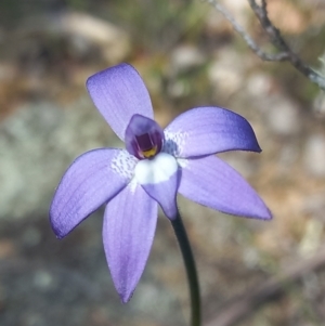 Glossodia major at Sutton, NSW - 14 Sep 2023