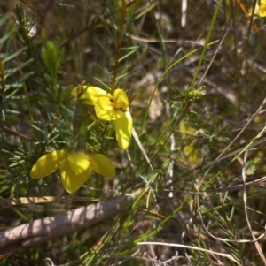 Diuris chryseopsis at Sutton, NSW - suppressed