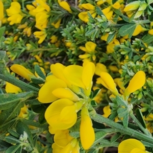 Genista monspessulana at Coombs, ACT - 14 Sep 2023 03:04 PM
