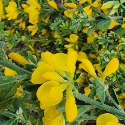 Genista monspessulana (Cape Broom, Montpellier Broom) at Coombs Ponds - 14 Sep 2023 by Steve818