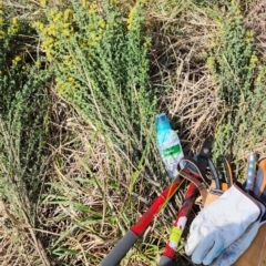 Genista monspessulana at Coombs, ACT - 14 Sep 2023 03:04 PM