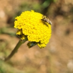 Tephritidae sp. (family) (Unidentified Fruit or Seed fly) at Molonglo Valley, ACT - 13 Sep 2023 by galah681