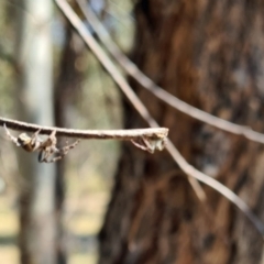 Unidentified Spider (Araneae) at Sth Tablelands Ecosystem Park - 14 Sep 2023 by galah681