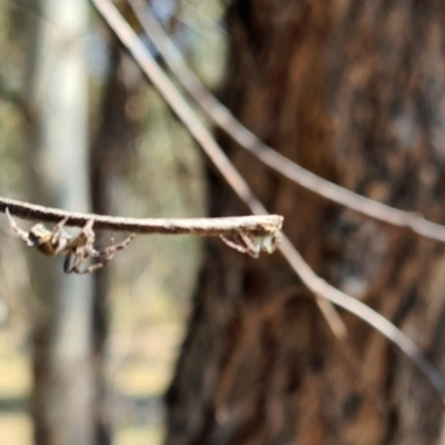 Unverified Spider at Yarralumla, ACT - 14 Sep 2023 by galah681