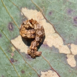 Smyriodes (genus) at Molonglo Valley, ACT - 14 Sep 2023