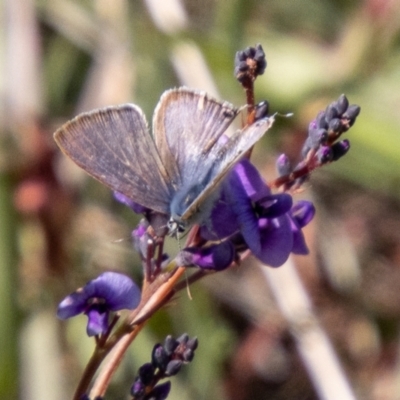 Lampides boeticus (Long-tailed Pea-blue) at Stromlo, ACT - 13 Sep 2023 by SWishart