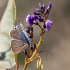 Lampides boeticus (Long-tailed Pea-blue) at Kambah, ACT - 13 Sep 2023 by SWishart