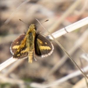 Taractrocera papyria at Chapman, ACT - 13 Sep 2023