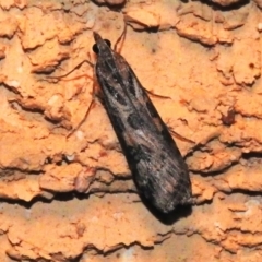Nomophila corticalis (A Snout Moth) at Wanniassa, ACT - 13 Sep 2023 by JohnBundock