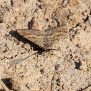 Scopula rubraria at Tuggeranong, ACT - 13 Sep 2023