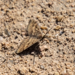 Scopula rubraria at Tuggeranong, ACT - 13 Sep 2023