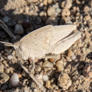 Goniaea australasiae at Chapman, ACT - 13 Sep 2023