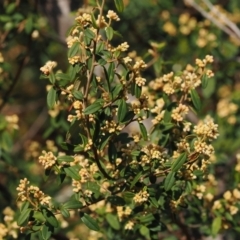 Pomaderris ledifolia (Sydney Pomaderris) at Tinderry, NSW - 13 Sep 2023 by RAllen