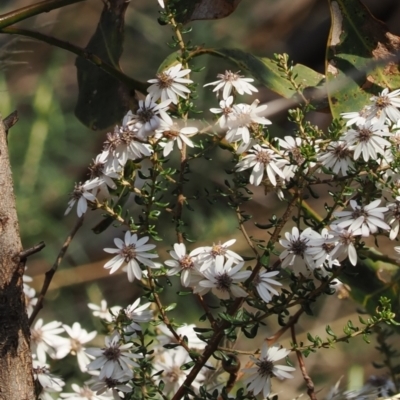 Olearia iodochroa (Violet Daisy-bush) at Tinderry, NSW - 13 Sep 2023 by RAllen