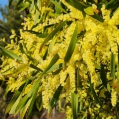 Acacia floribunda (White Sally Wattle, Gossamer Wattle) at Isaacs, ACT - 14 Sep 2023 by Mike